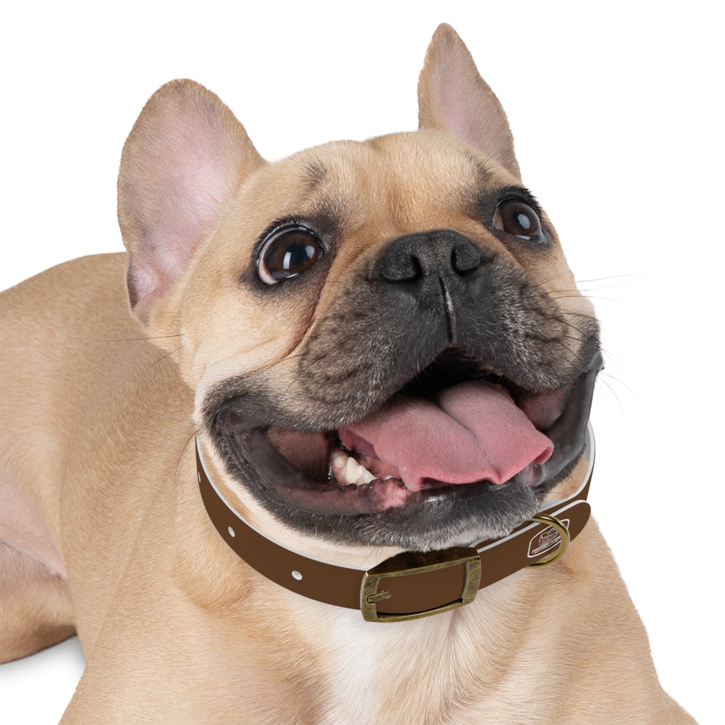 Dog Collar - Home